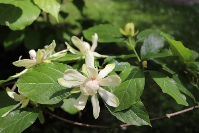 Calycantus x 'Venus' - sazaník křížený - květ